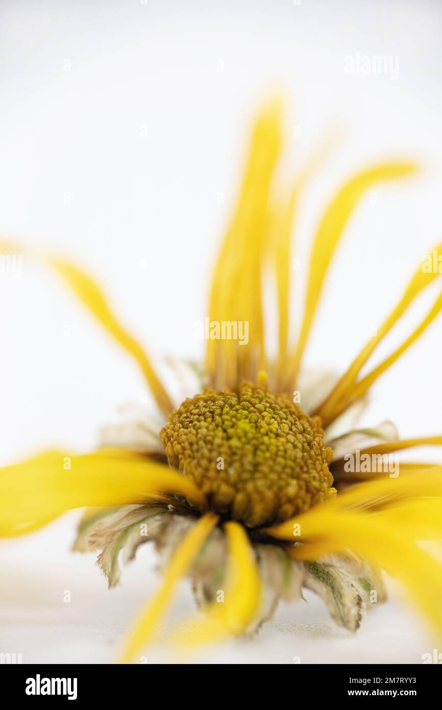 Yellow daisy on a white background. Stock Photo