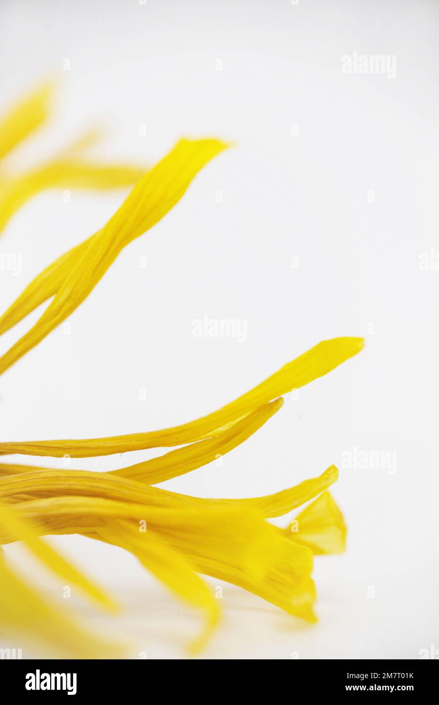Yellow daisy on a white background Stock Photo - Alamy