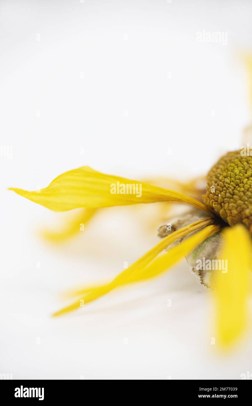 Yellow daisy on a white background. Stock Photo