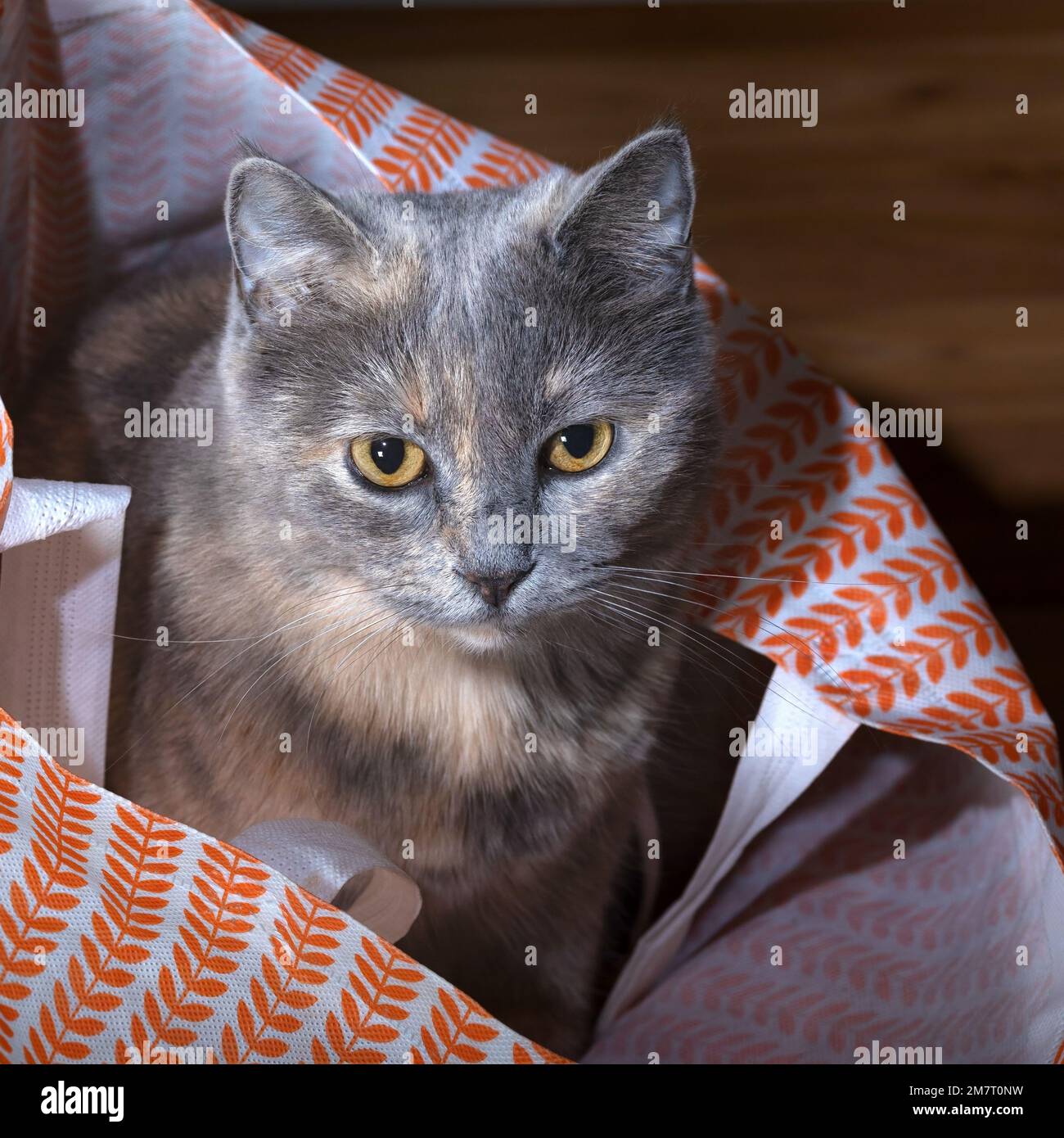 Close-up of a tabby cat that hid in a shopping bag. A cute cat in a shopping bag. Stock Photo