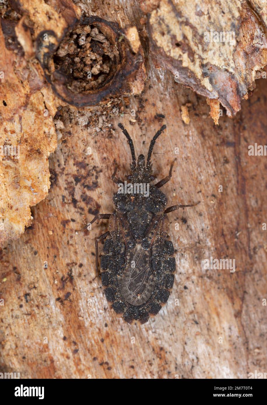 Flat bug, Aradus corticalis on pine wood Stock Photo