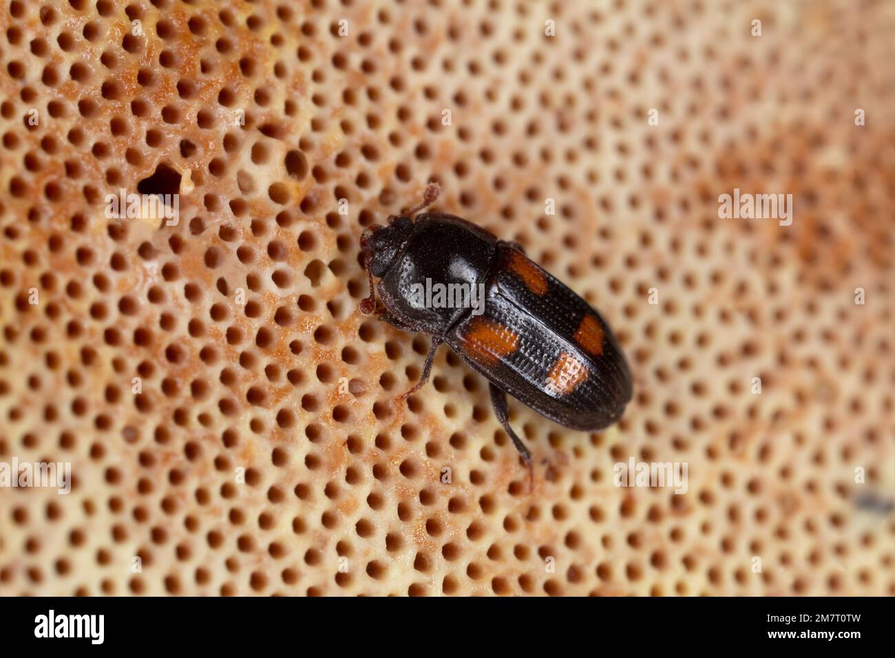 Sap beetle, Ipidia binotata on polypore Stock Photo