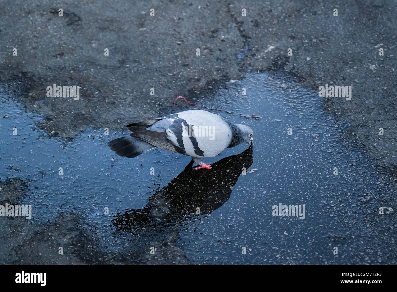 The pigeon was drinking water in the rain puddle on the ground. Gray pigeon on the sidewalk. The concept of animal and bird survival in an urban envir Stock Photo