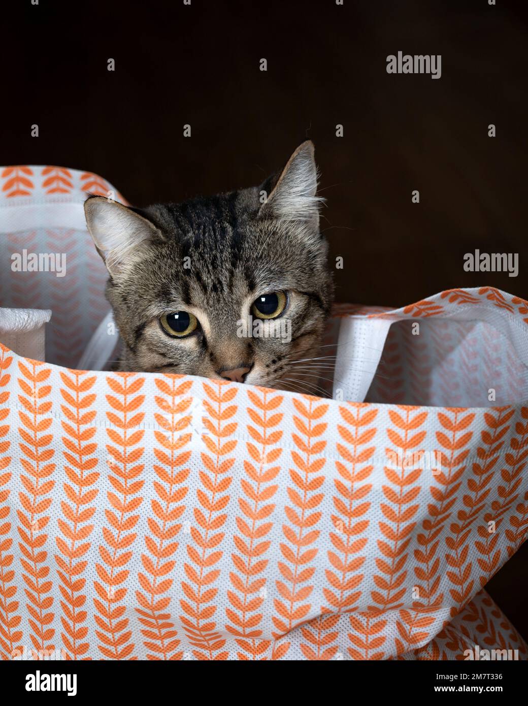 Close-up of a tabby cat that hid in a shopping bag. A cute cat in a shopping bag. Stock Photo