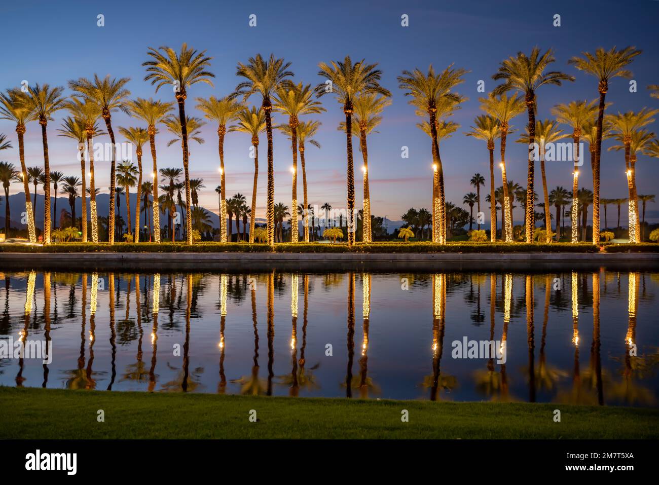 Palm trees with Christmas lights reflecting in pond at sunset Stock Photo