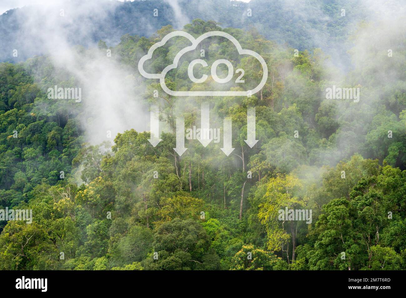 Forest Absorption Tropical forests can absorb large amounts of carbon dioxide from the ...
