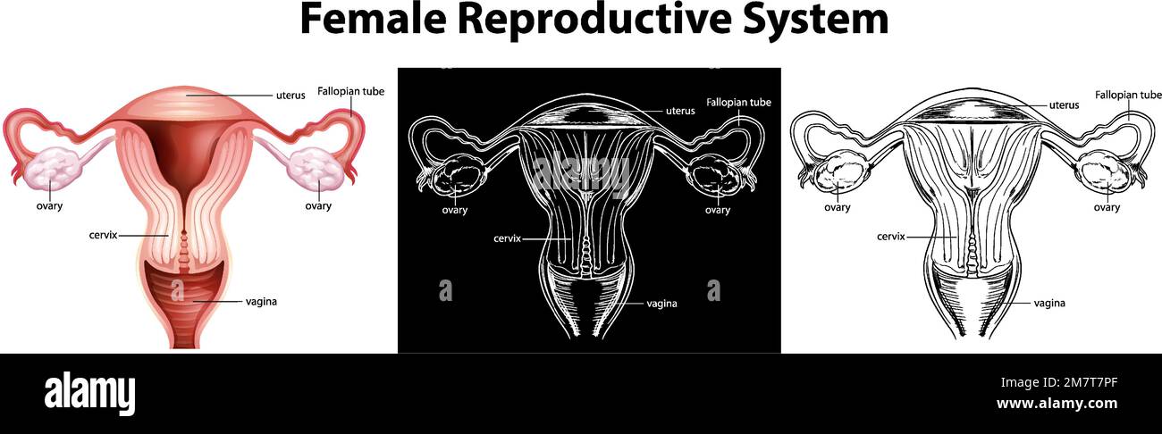 Female Reproductive System Vector Illustration Stock Vector Image And Art Alamy