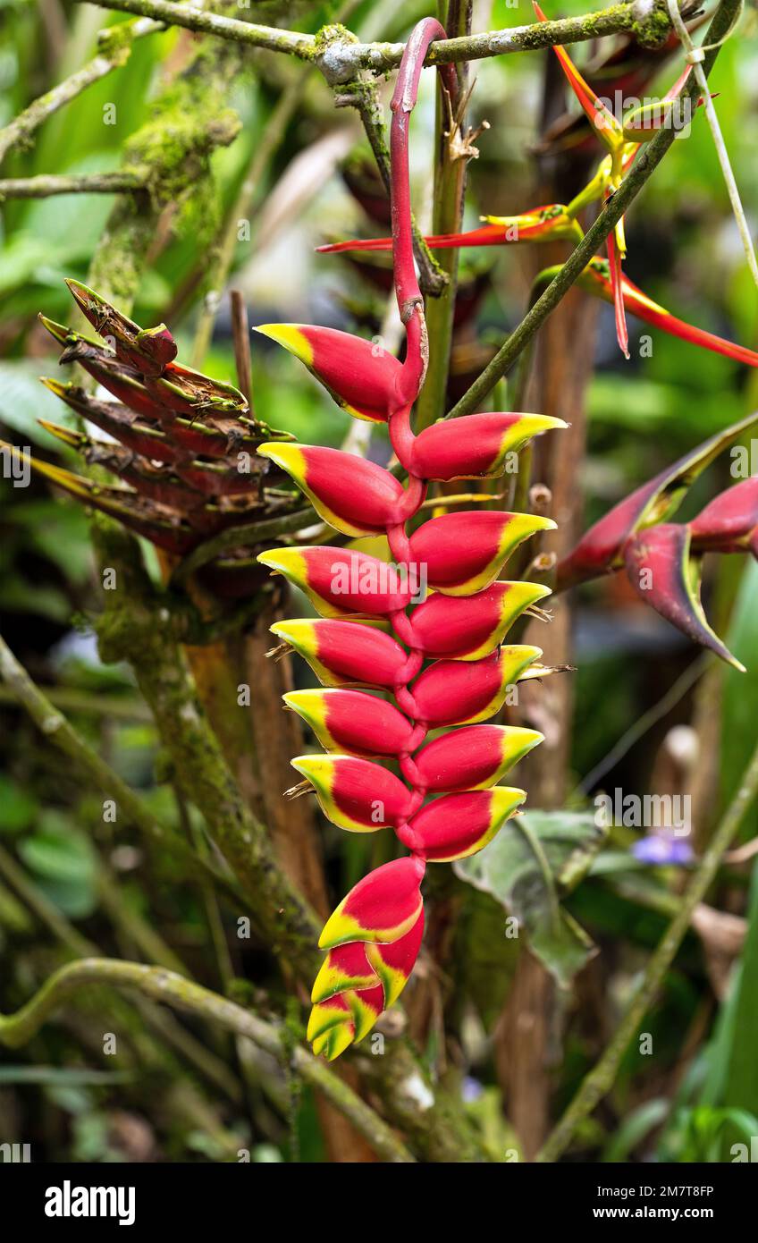 Heliconia Rostrata flower, Amazon rainforest, Yasuni national park, Ecuador. Stock Photo