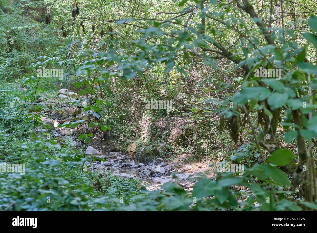 Leafy forest with bushes around and in the center some rocks with a small river passing by with little water Stock Photo