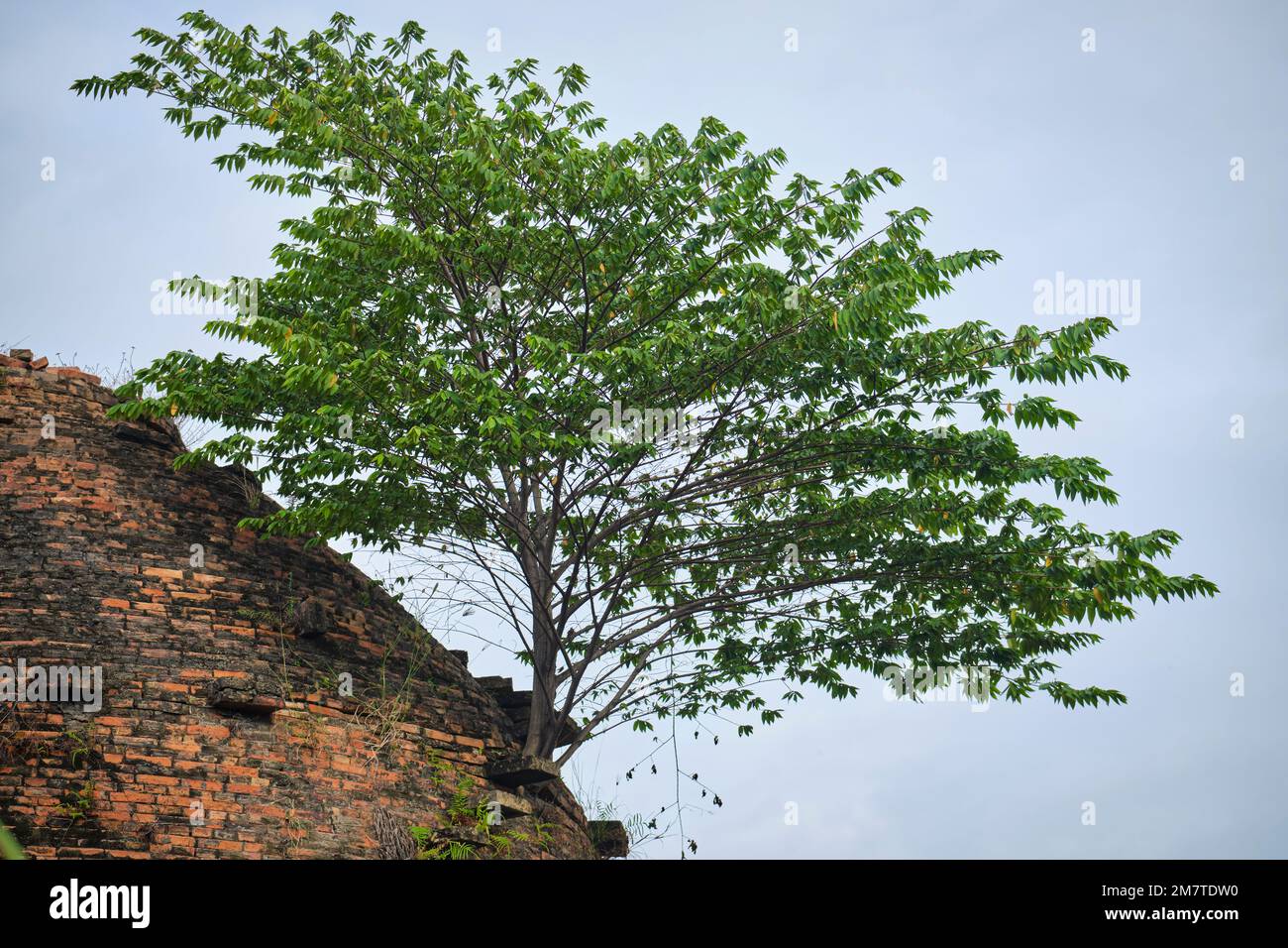 Old brick wall plants growing hi-res stock photography and images - Alamy
