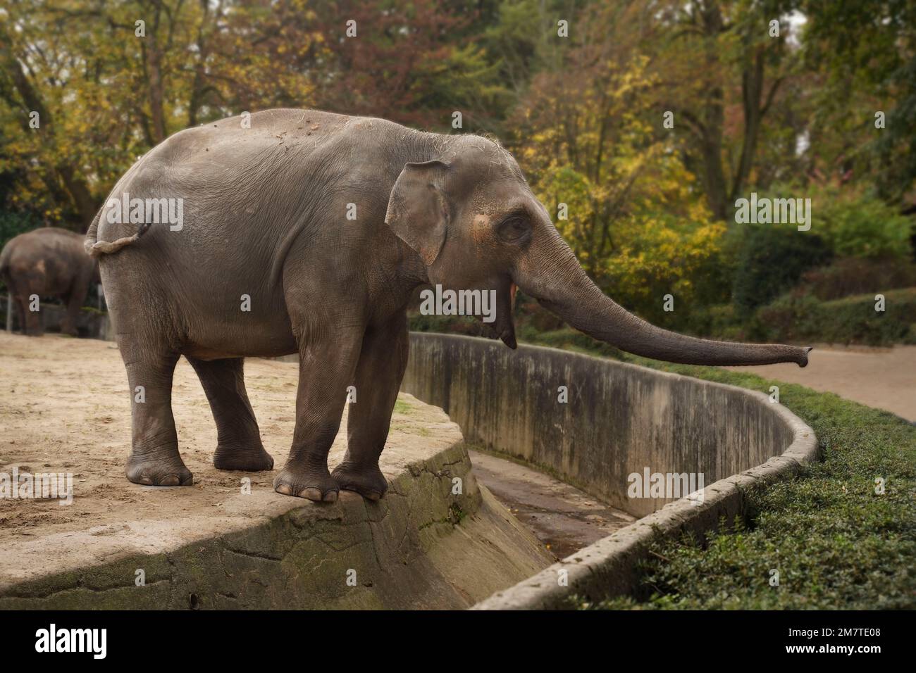 Large elephant stands hires stock photography and images Alamy