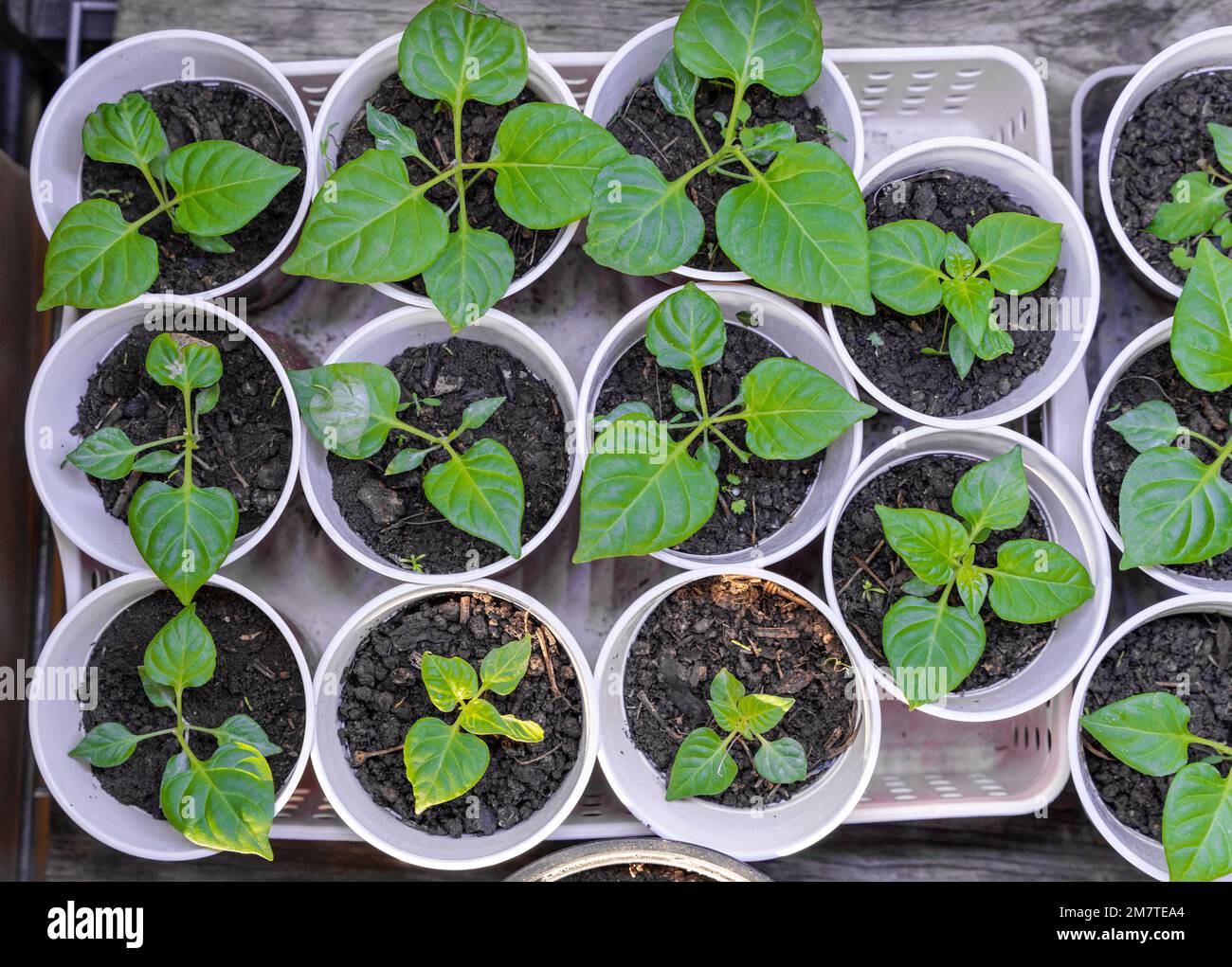chili plant inside green house Stock Photo Alamy
