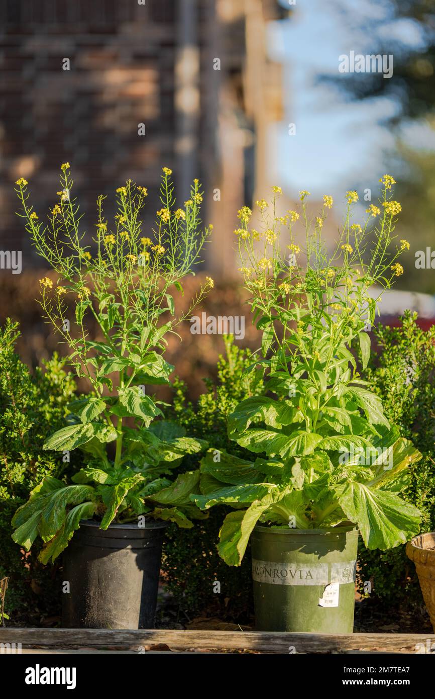 mustard green vegtable flowering Stock Photo - Alamy