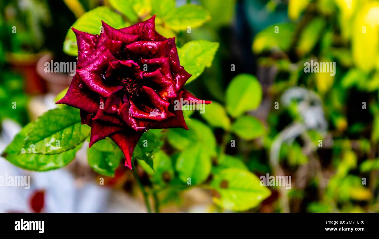 beautiful and amazing rose flower as background Stock Photo - Alamy
