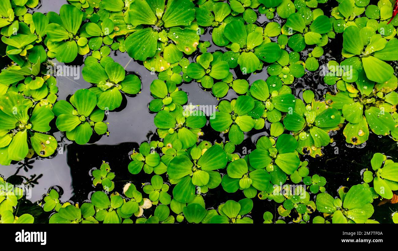 beautiful and amazing green aquatic plants Stock Photo - Alamy