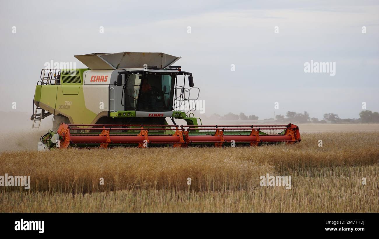 A Claas Lexion 760 combine harvester in a yellow field in Echuca