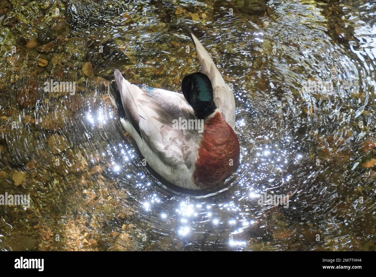 High Angle View of a Duck preening on Water sparkling in the Sun Stock Photo