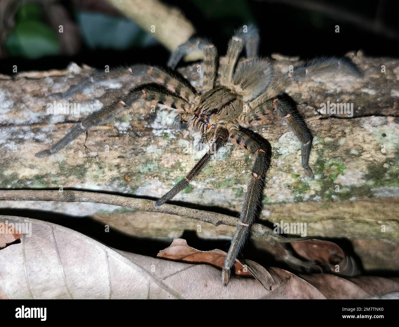 A close-up of a tiger bromeliad spider on a tree log Stock Photo
