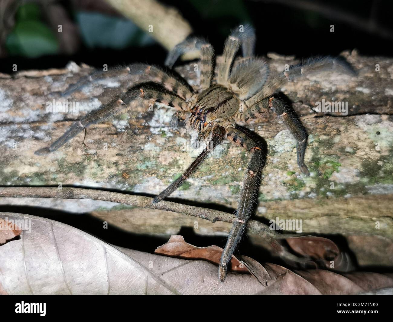 Tiger on a log hi-res stock photography and images - Alamy