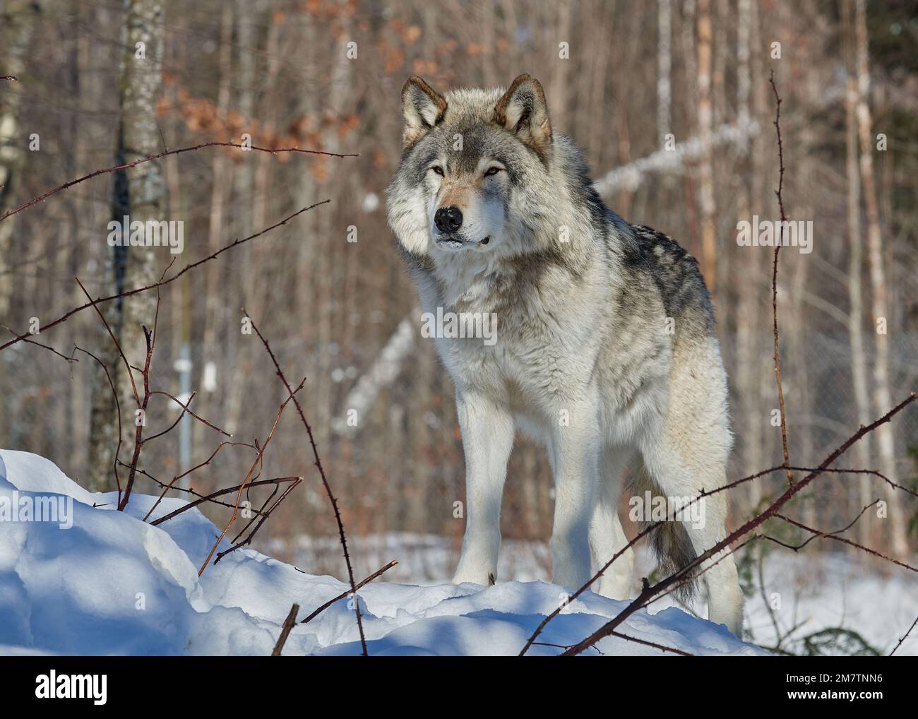 Timberwolf timber wolf hi-res stock photography and images - Alamy
