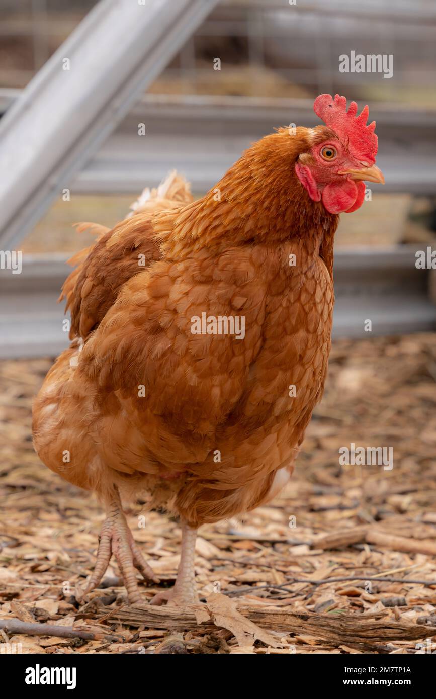 Serious looking curious chicken keeping a watchful eye on the situation. Stock Photo
