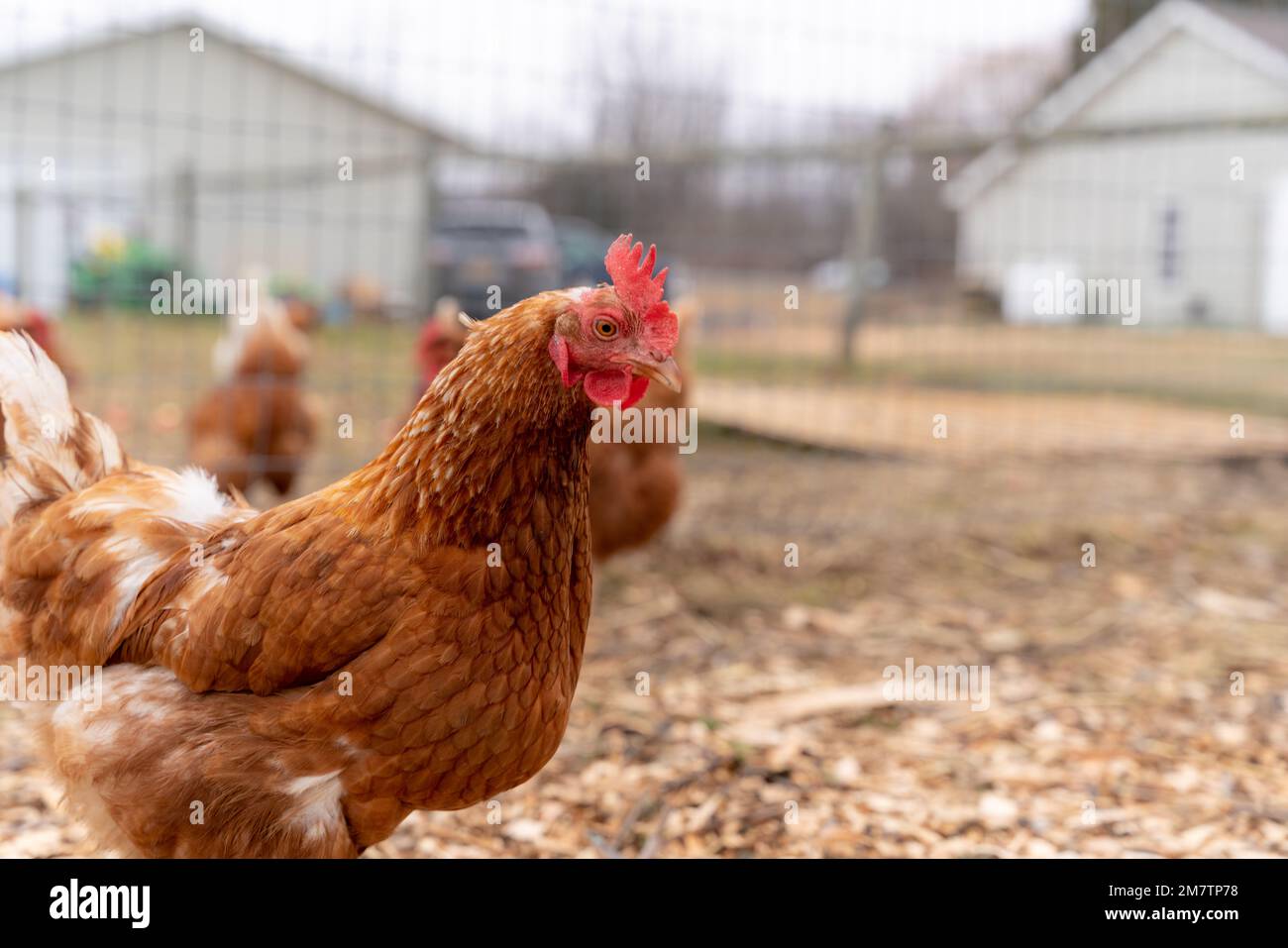 Funny looking curious chicken keeping a watchful eye on the situation. Stock Photo