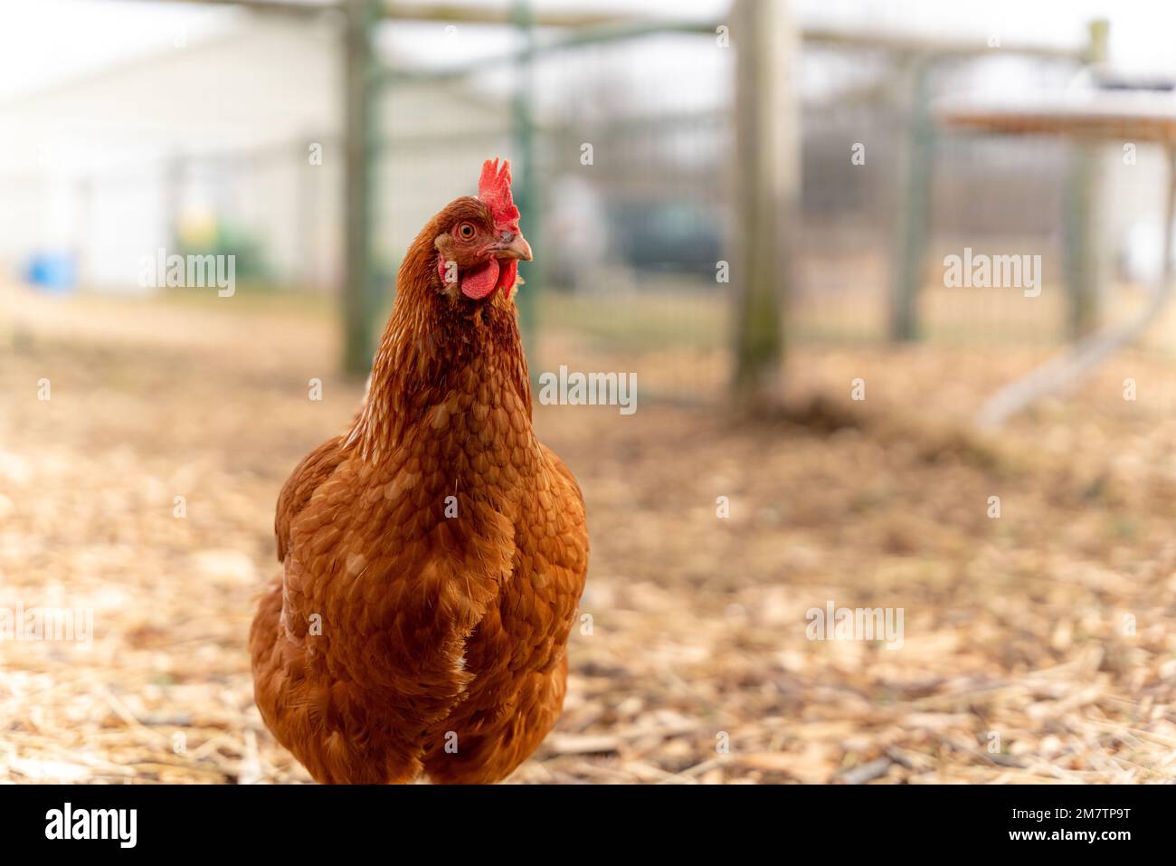 Regal chicken keeping a watchful eye on the situation. Stock Photo