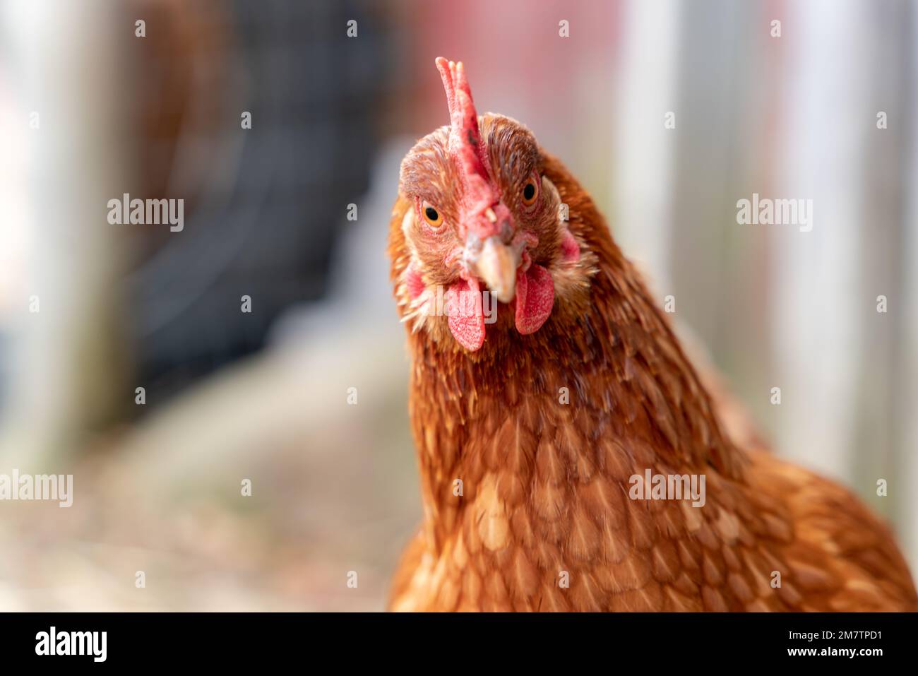 Regal chicken keeping a watchful eye on the situation. Stock Photo