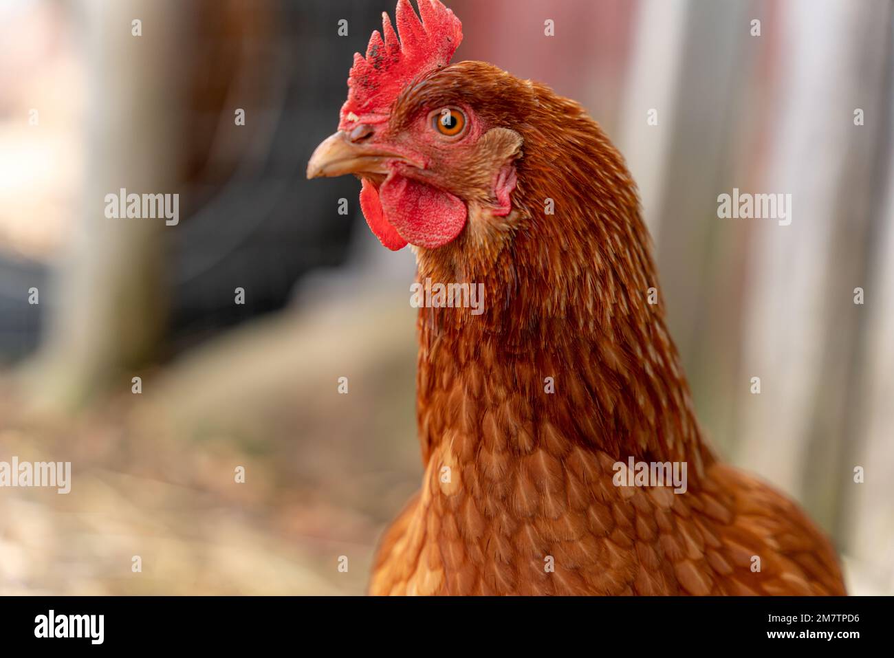 Regal chicken keeping a watchful eye on the situation. Stock Photo