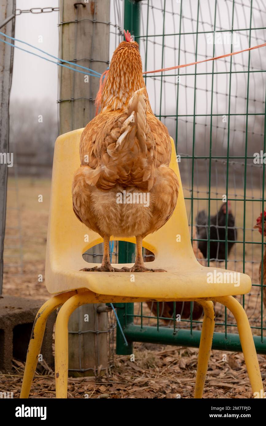 Vertical photos of a funny looking chicken on a farm, standing on a child's chair looking away from the camera. Stock Photo