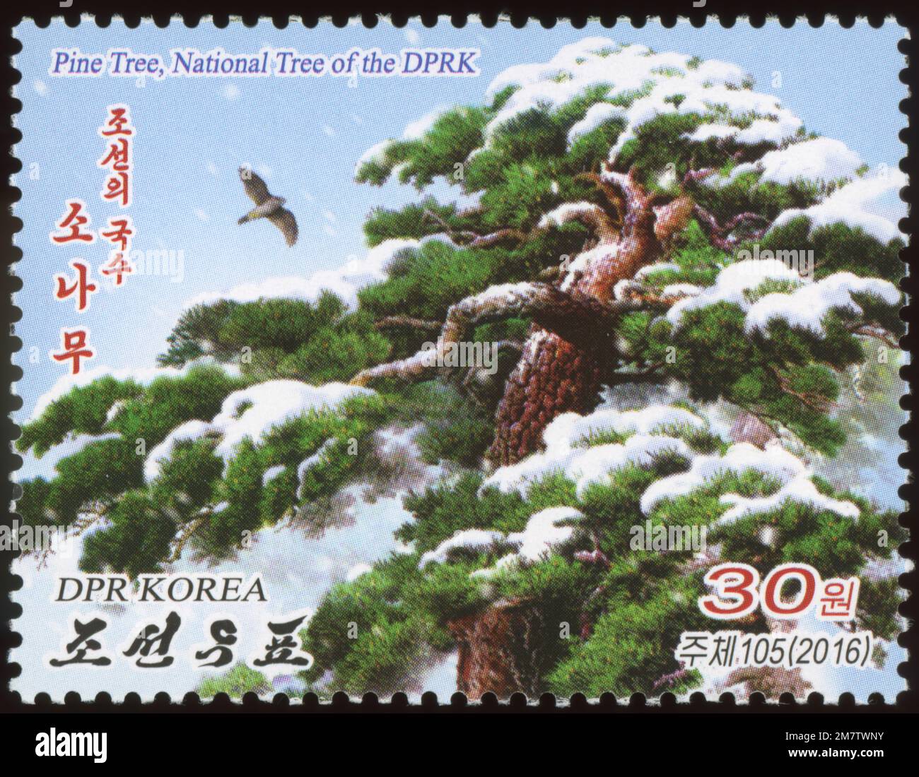 2016 North Korea stamp. Korean pine, Pinus koraiensis. National symbol Stock Photo
