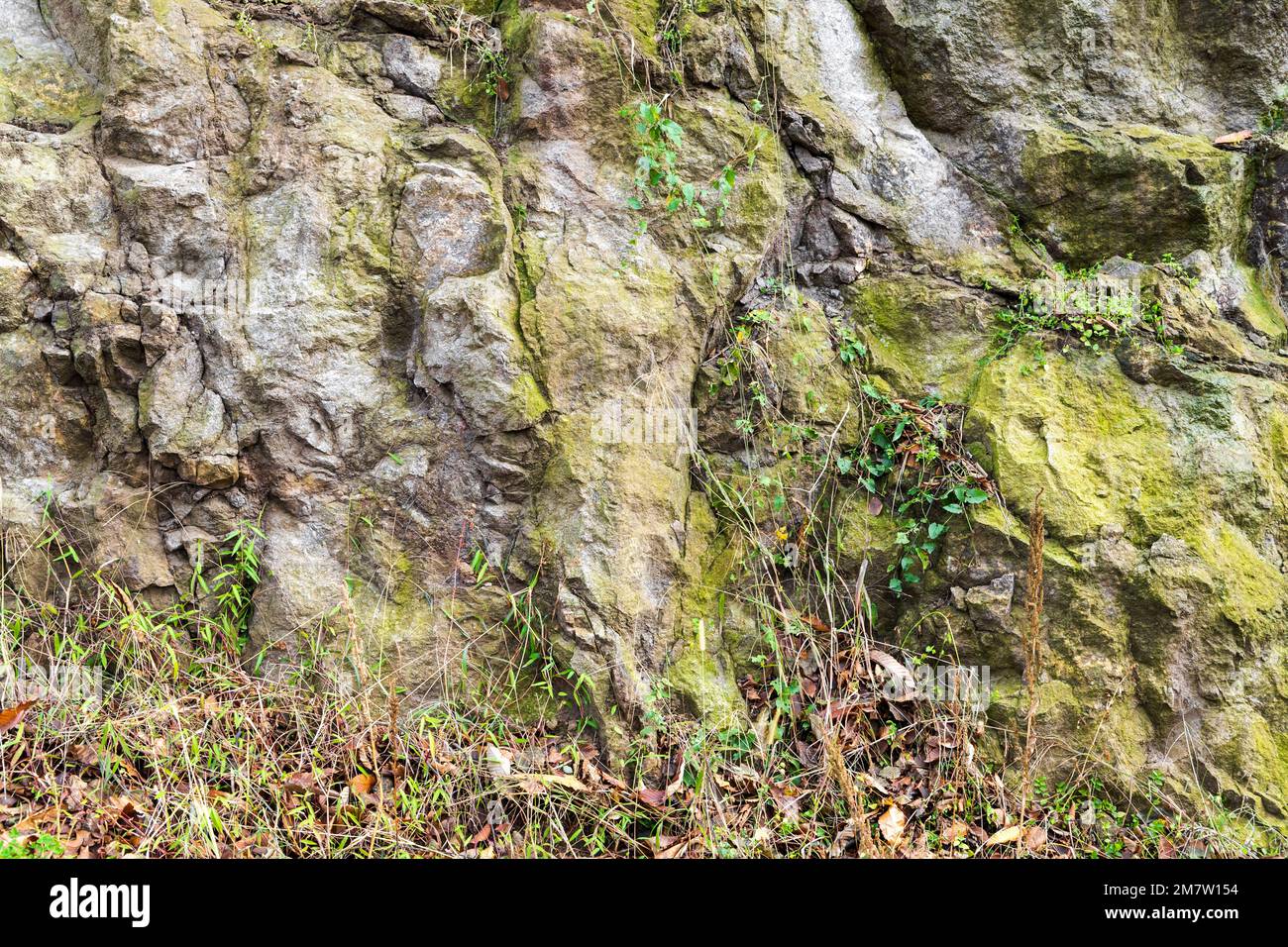 Curated visual reference: Green Rocky Texture Natural Gray Stone Wall With Plants Background Photo Inspiration