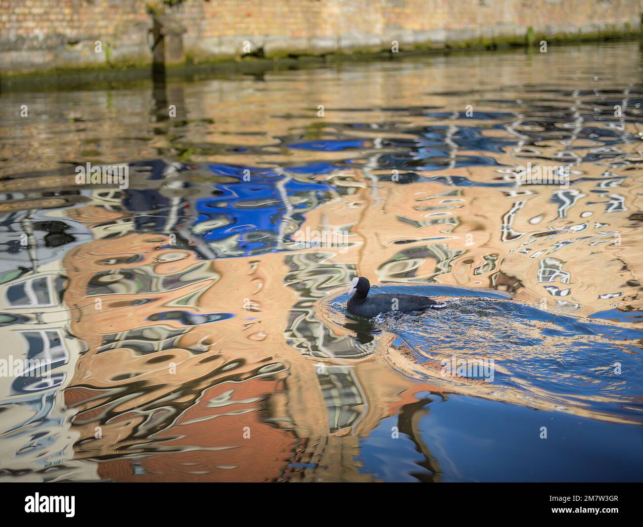 A coot swimming in a beautiful river, daylight, water reflection Stock ...