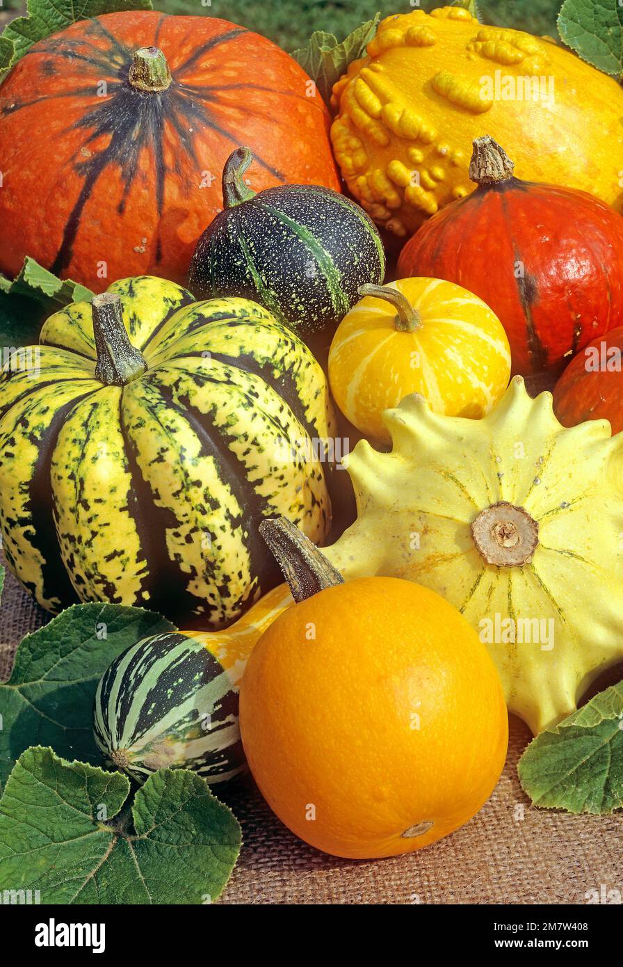 Pumpkins of various forms and colours arranged in autumn still life. Southern Germany camera: Linhof Technika 6x9 Stock Photo