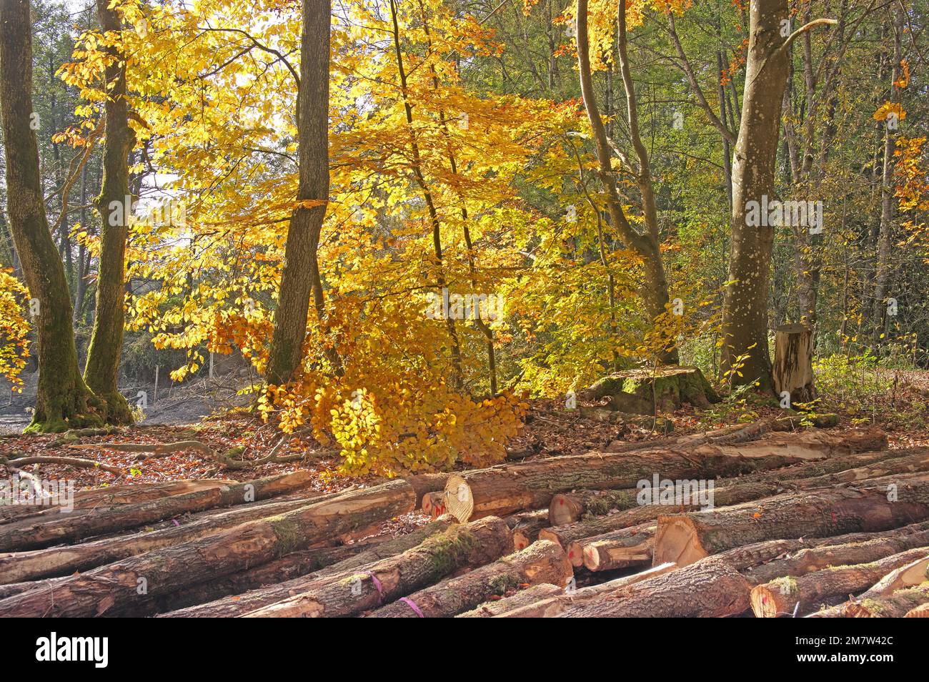 Autumn is the beginning of the woodcutting season. Altdorfer Wald, Oberschwaben, Baden-Württemberg Stock Photo