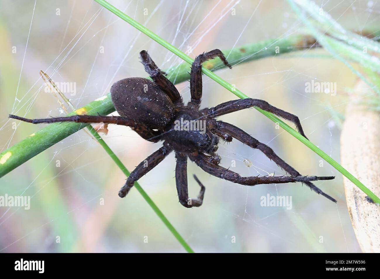 Great raft spider, Dolomedes plantarius, also called  fen raft spider, huge semiaquatic spider from Finland Stock Photo