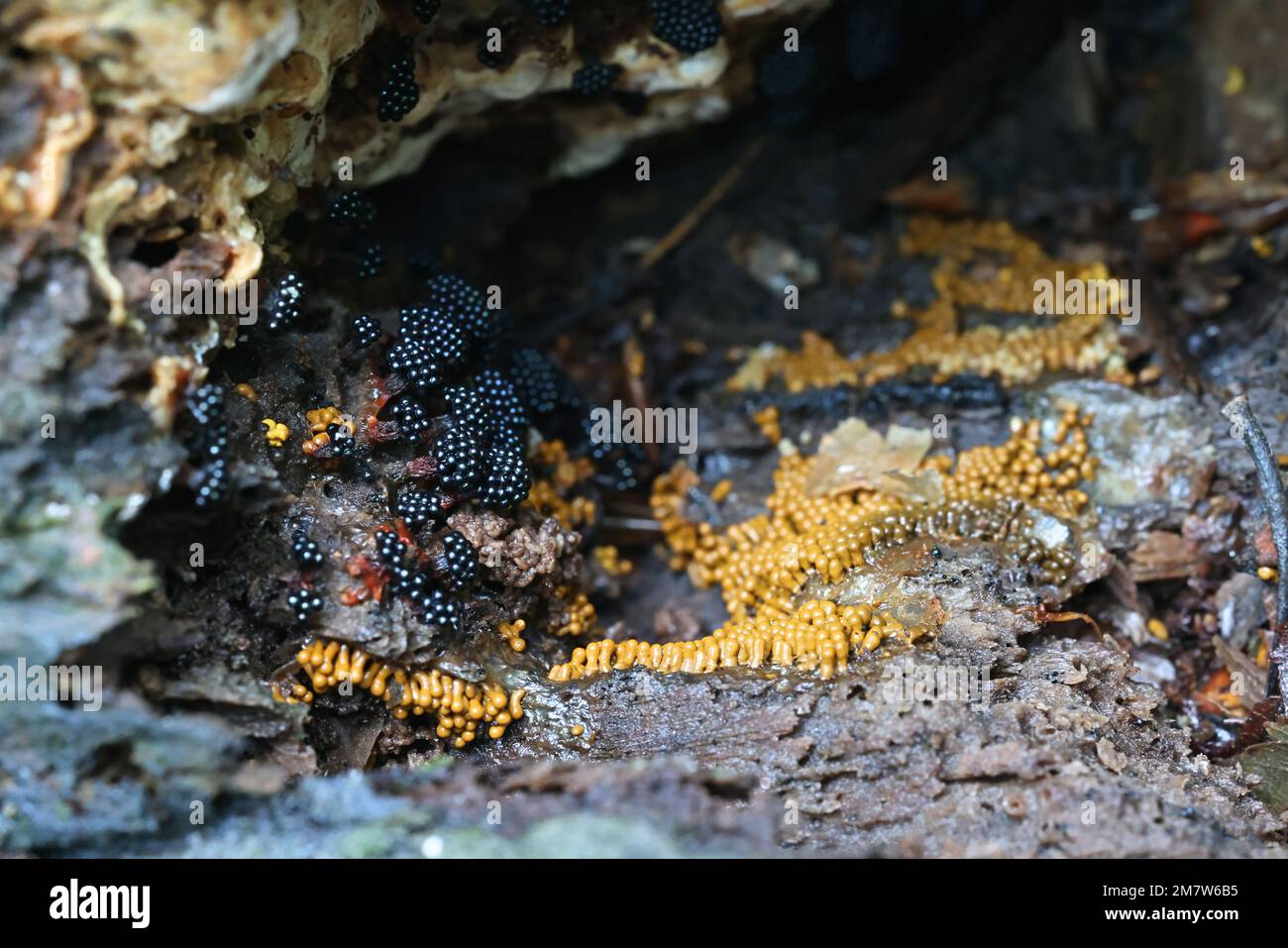 Black Metatrichia vesparia and yellow Trichia favoginea, two species of slime molds growing on a log of common aspen Stock Photo