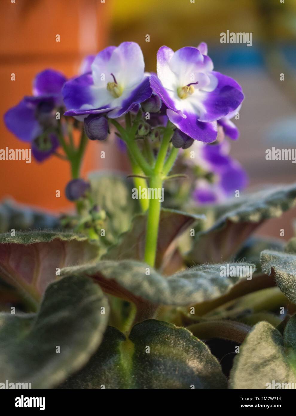 African Violet in Full Bloom: A Beautiful and Colorful Vertical Shot. Stock Photo