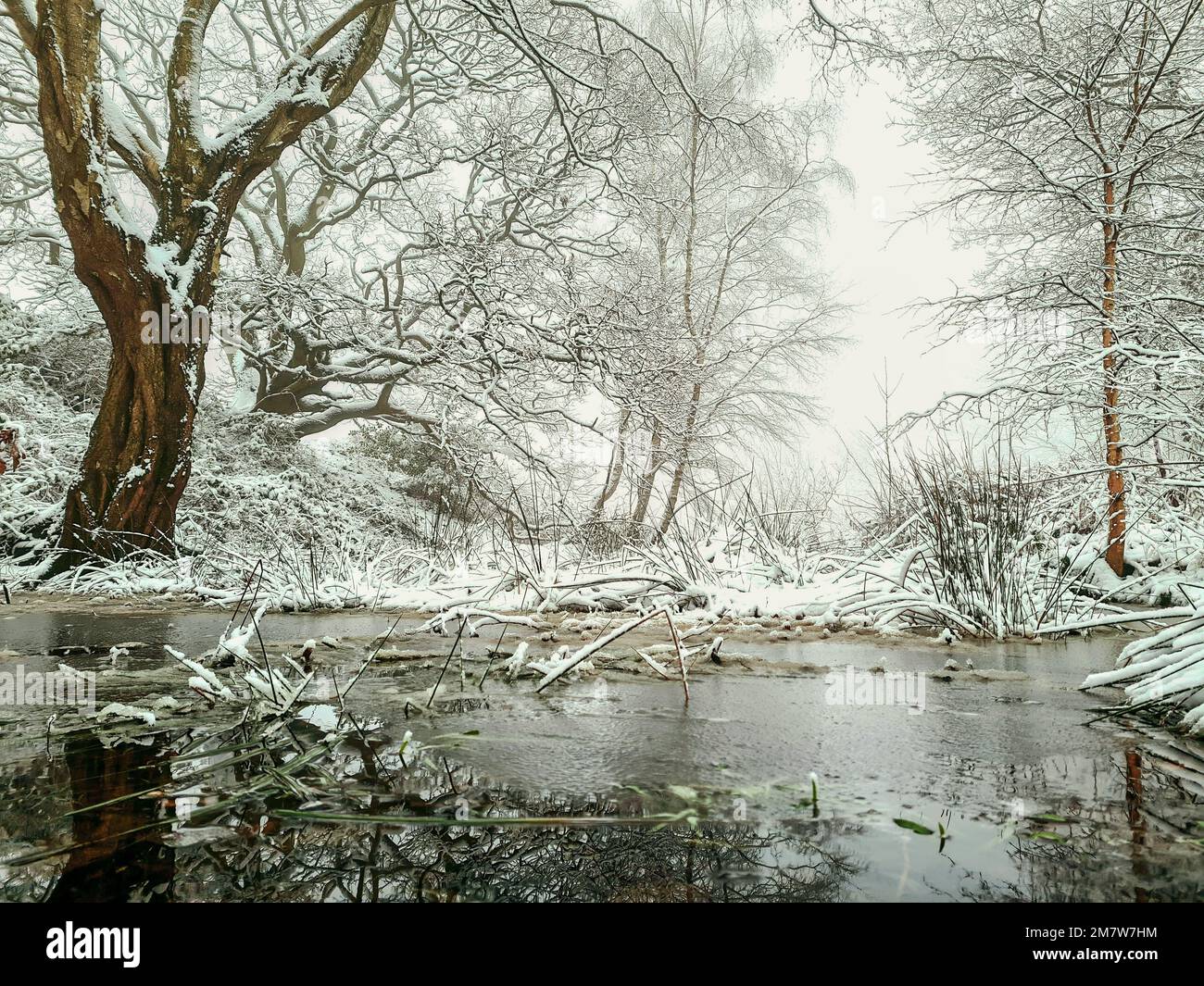 River trees covered frost hi-res stock photography and images - Alamy