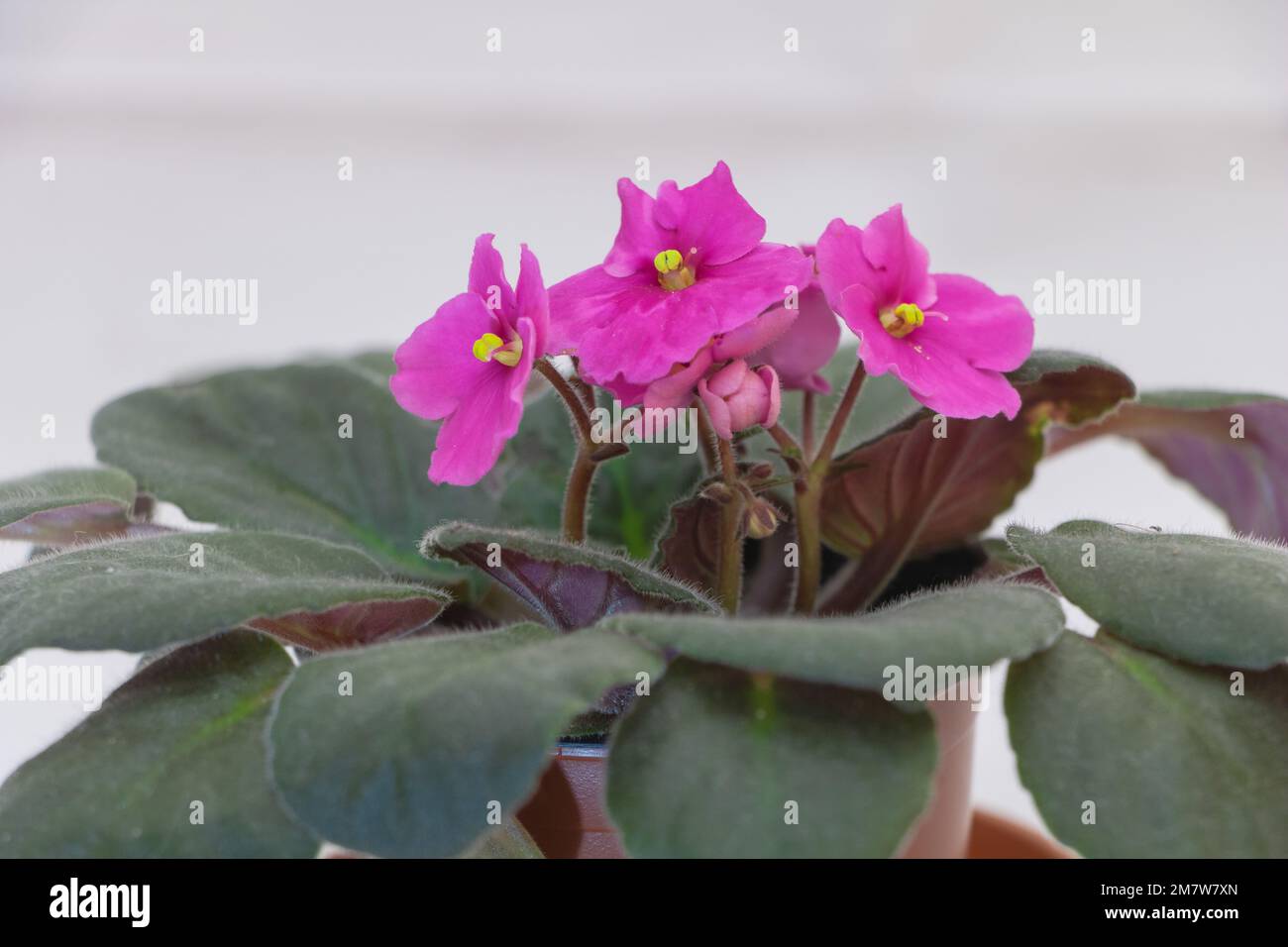 A Delicate Pink: A Shot of African Violet in Bloom on a White Background. Stock Photo