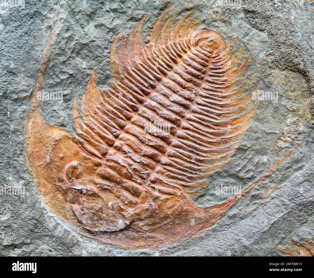 Fossilized prehistoricanimal - trilobite fossill in rock Stock Photo