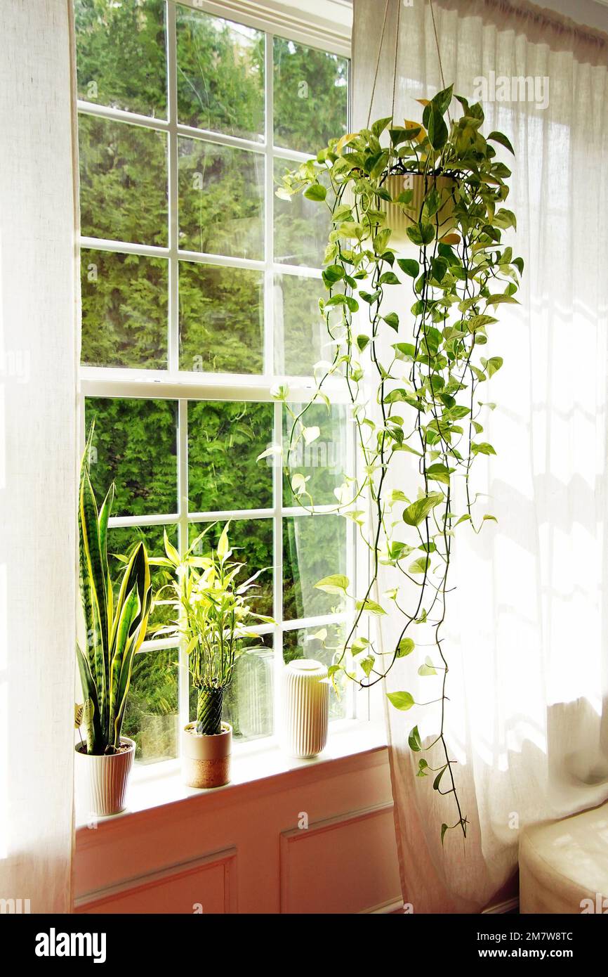 Hanging golden pothos hi-res stock photography and images - Alamy