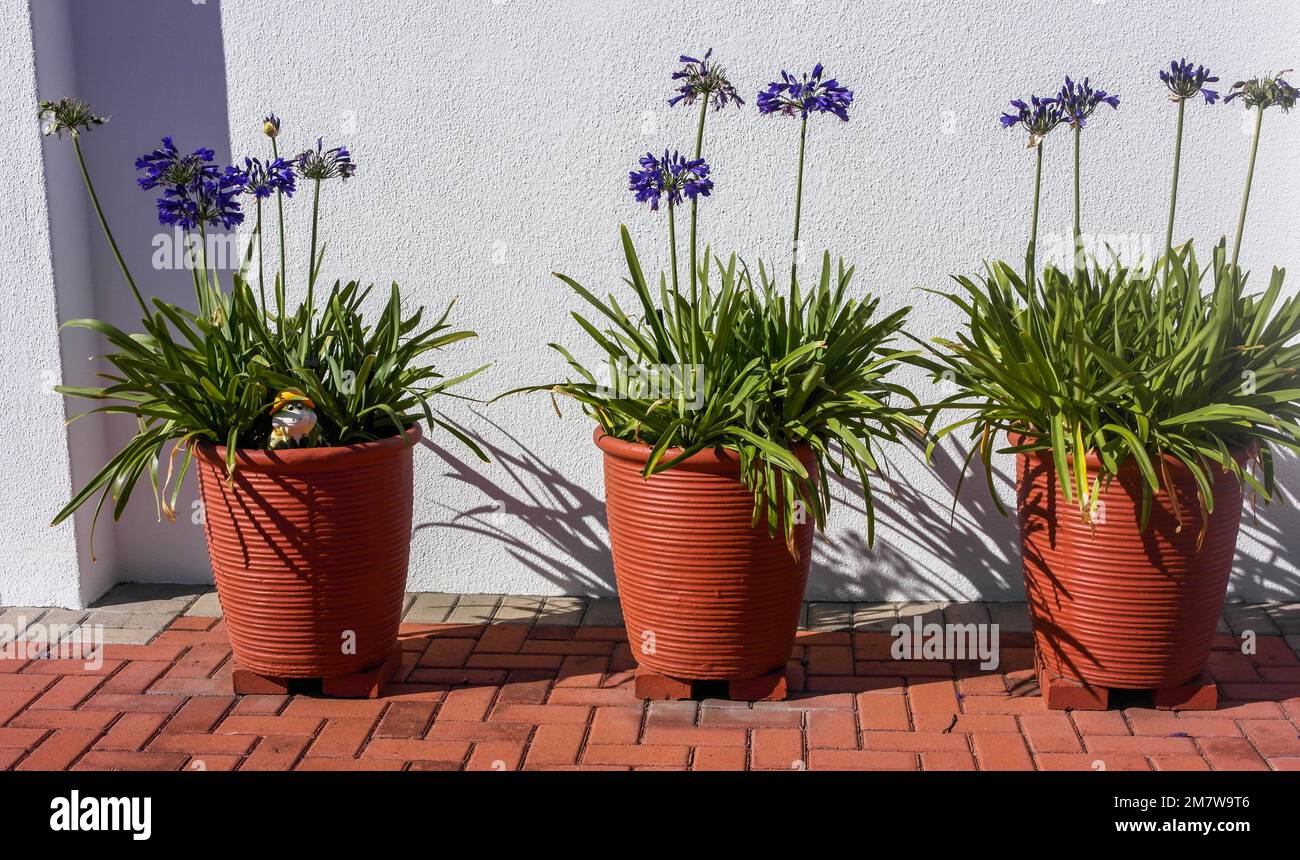 Blue Agapanthus Flowers in Terracotta Pots outside a wall Stock Photo