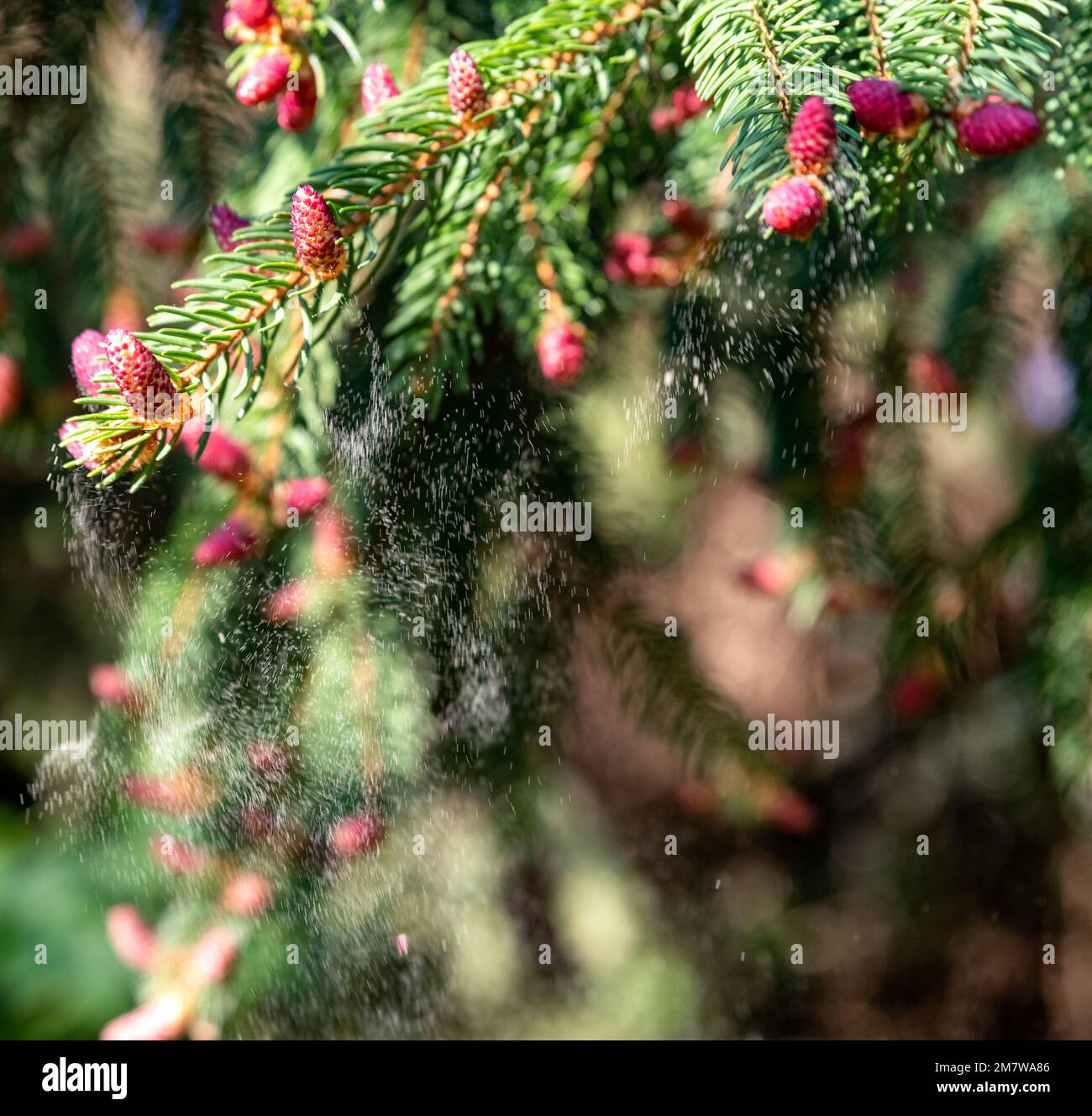 Pollen falling from conifer tree Stock Photo Alamy