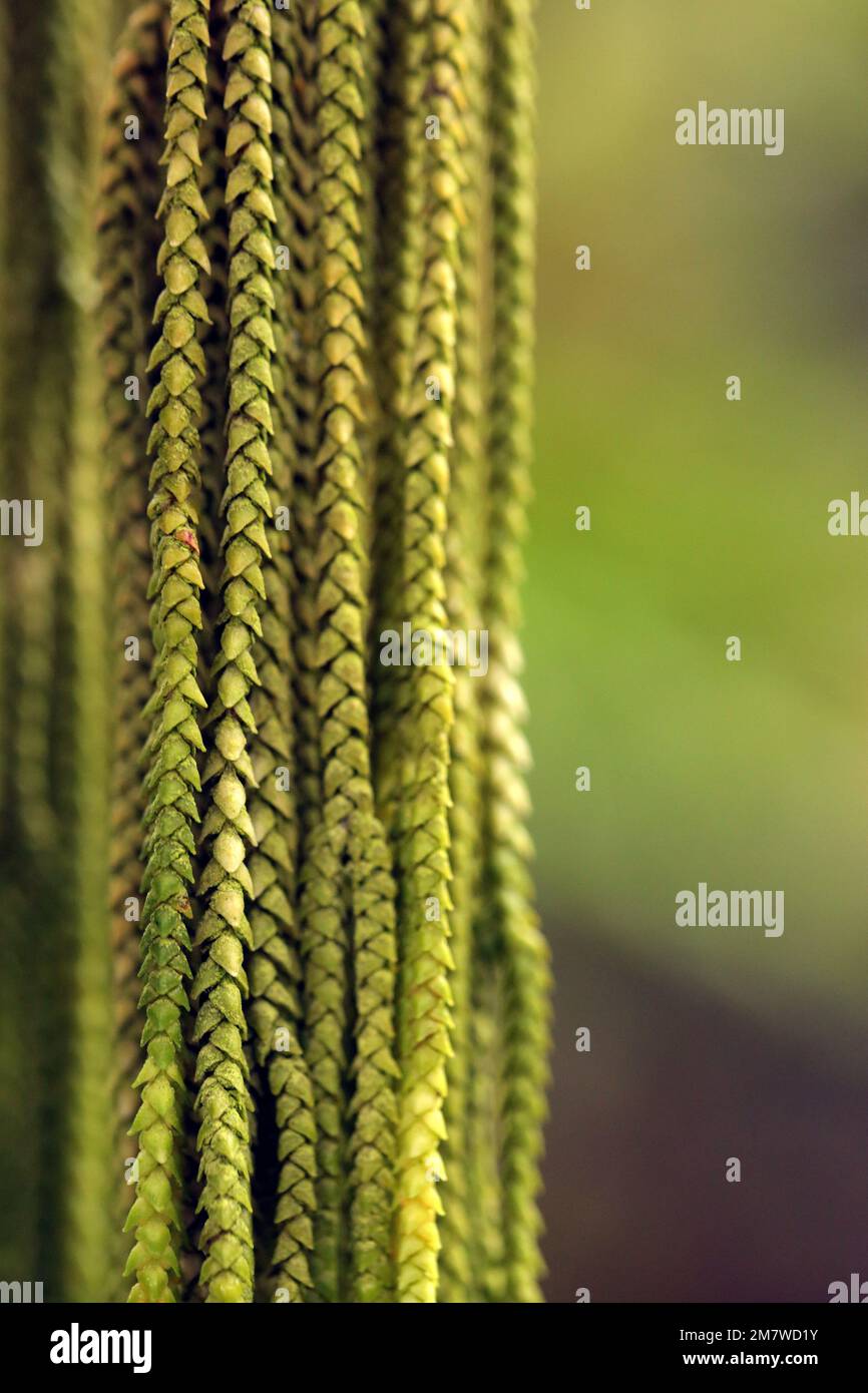 Close up of a tassel fern (Polystichum Polyblepharum) Stock Photo