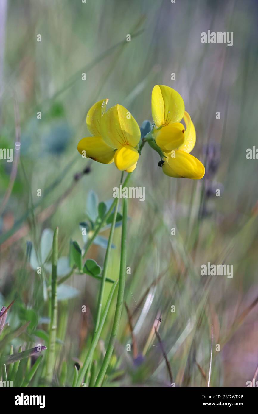 Bird's-foot Trefoil, Lotus corniculatus, also known as Birdfoot deervetch or Eggs-and-bacon, wild flower from Finland Stock Photo