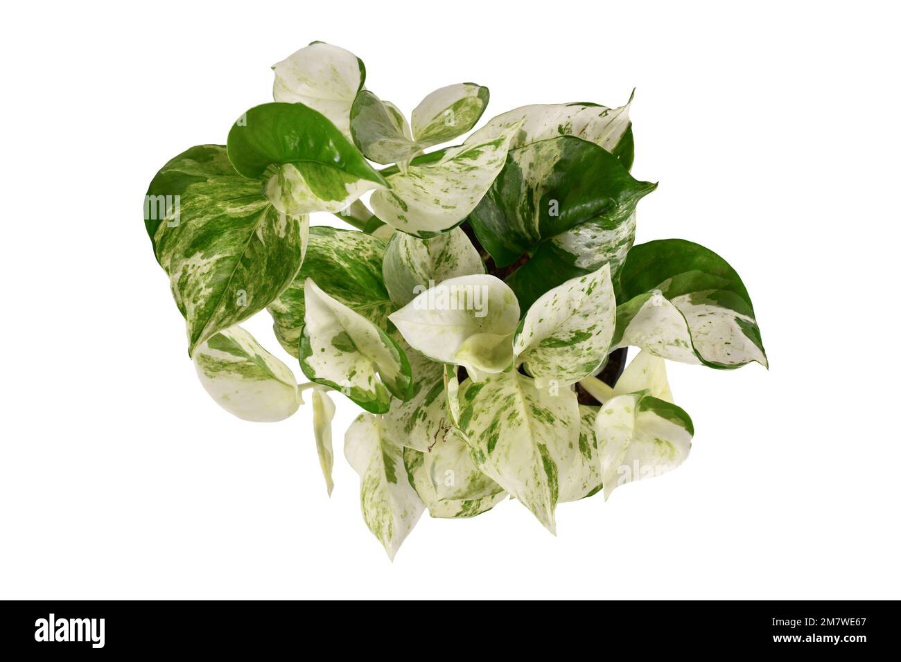 Top view of tropical 'Epipremnum Aureum Manjula' pothos houseplant on white background Stock Photo