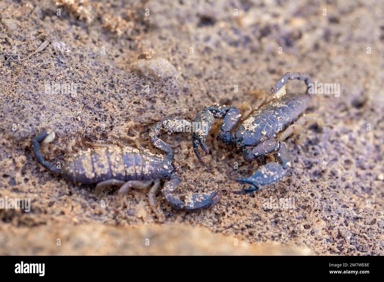Opisthacanthus is a genus of scorpions in the family Hormuridae, Insect in Isalo National Park, Madagascar wildlife animal Stock Photo