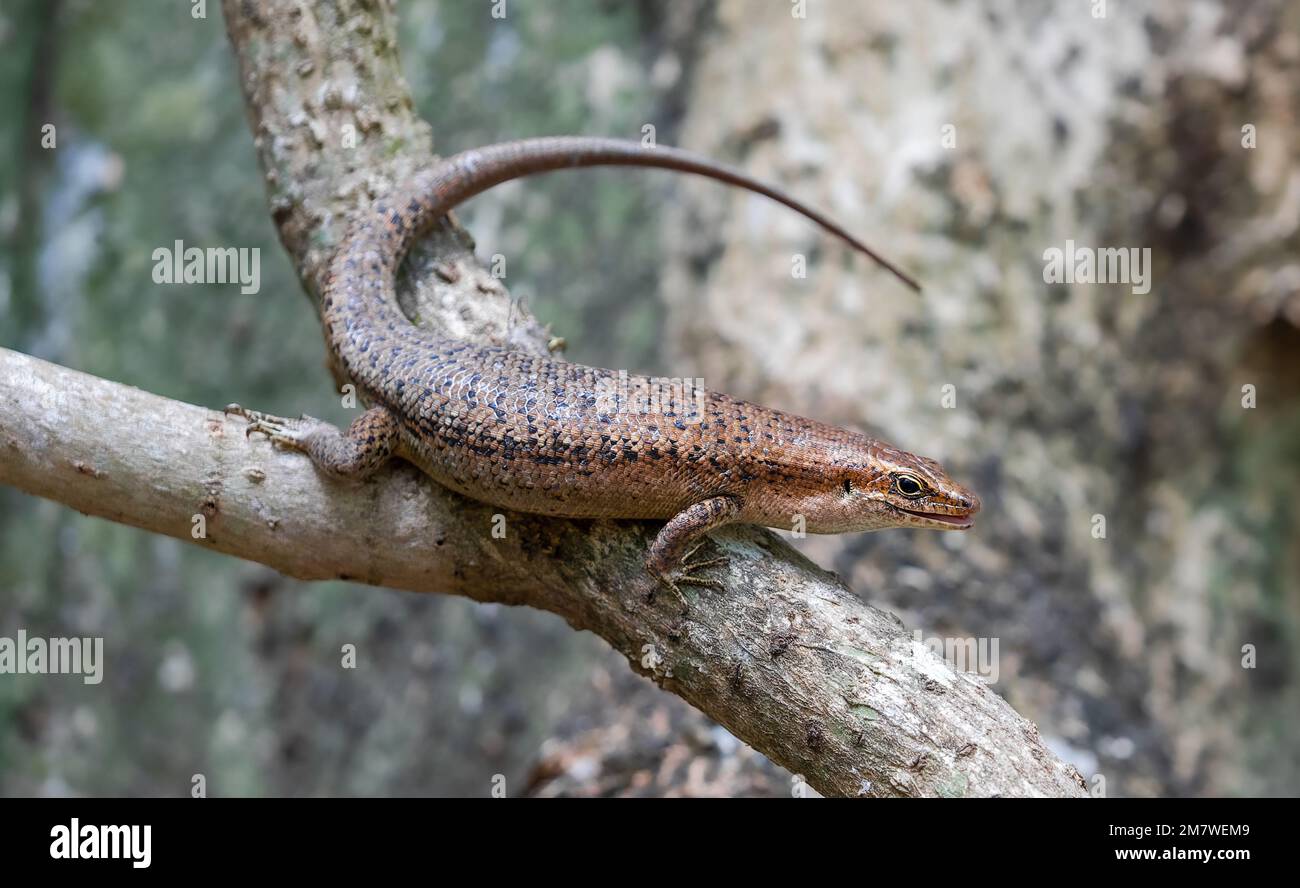 Close up of a Wright's skink (Trachylepis wrightii) at Cousin island, Seychelles Stock Photo