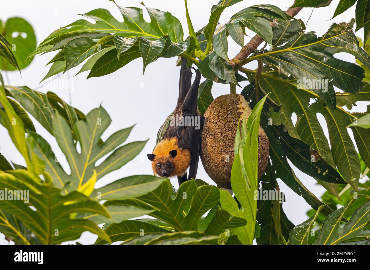 Seychelles Fruit bat (Pteropus seychellensis) at a Breadfruit tree at North coast of Mahe Stock Photo